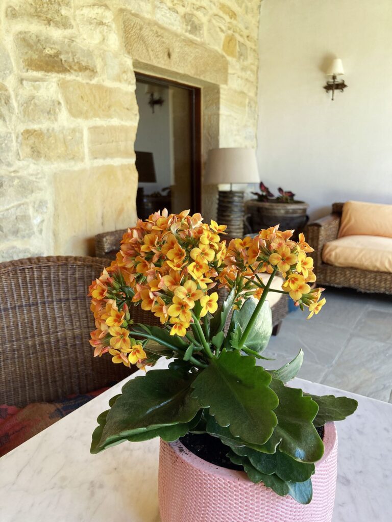 La Casona - Posada La Casona de los Güelitos 3